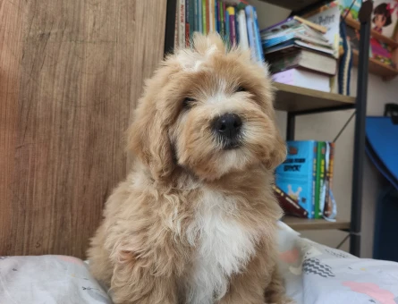 Bal küpü maltipoo - 10912 - Görsel 5