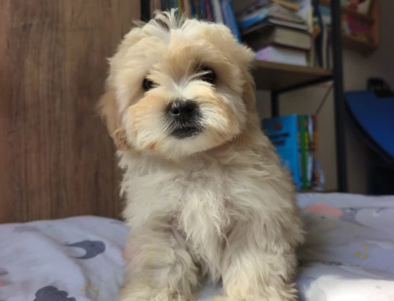 Bal küpü maltipoo - 10913 - Görsel 3