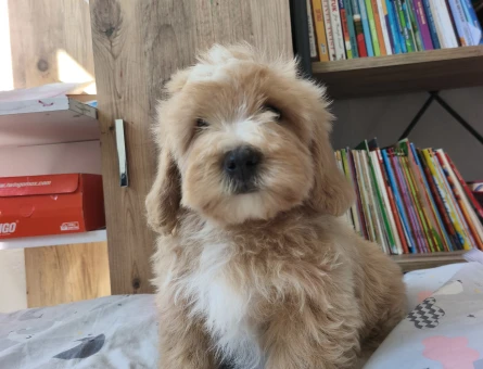 Bal küpü maltipoo - 10913 - Görsel 4