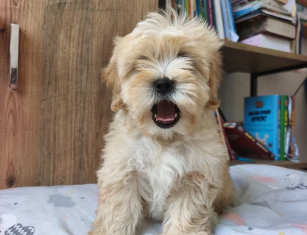 Bal küpü maltipoo - 10913 - Görsel 5