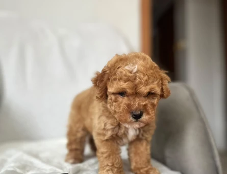 Maltipoo Erkek Yavrumuz Sizlerle - 10948