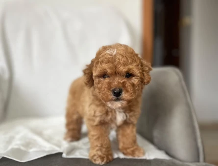 Maltipoo Erkek Yavrumuz Sizlerle - 10948 - Görsel 3