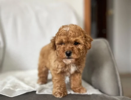 Maltipoo Erkek Yavrumuz Sizlerle - 10948 - Görsel 4