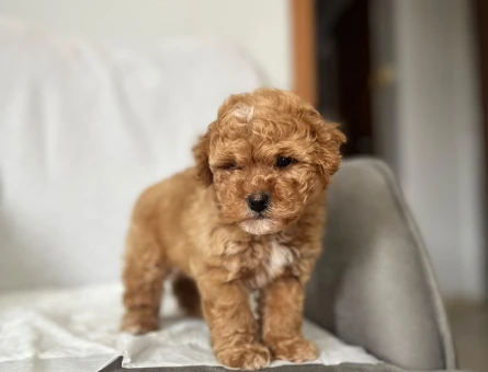 Maltipoo Erkek Yavrumuz Sizlerle - 10948 - Görsel 5