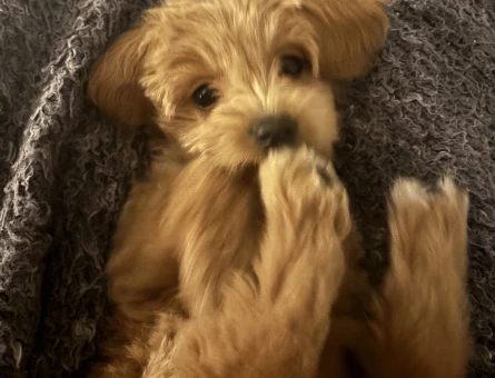 maltipoo yavru köpek - 10963