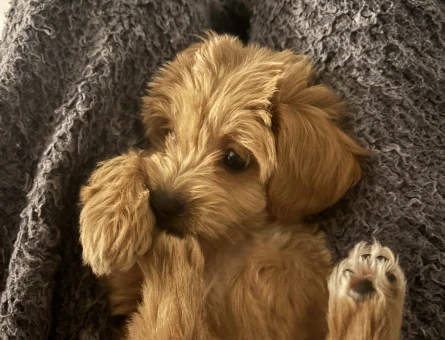 maltipoo yavru köpek - 10963 - Görsel 3