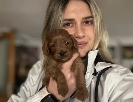Tüy Dökmez Maltipoo Yavruları - 10982