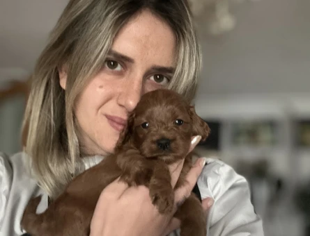 Tüy Dökmez Maltipoo Yavruları - 10982 - Görsel 3