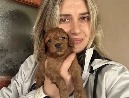 Tüy Dökmez Maltipoo Yavruları - 10982 - Görsel 5