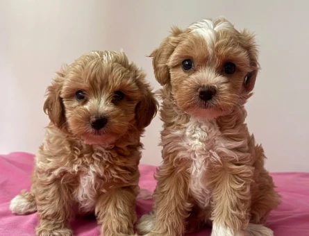ORGİNAL MALTIPOO BEBEKLER - 11067