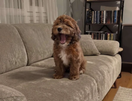 2 Aylık Irk Sağlık Garantili Maltipoo Bebekler İzmir - 11072 - Görsel 3