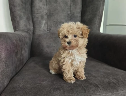 Veteriner Kontrollü Irk Sağlık Garantili Sevimli Maltipoo Yavruları - 11086 - Görsel 3