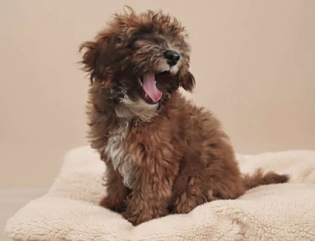 Veteriner Kontrollü, Irk & Sağlık Garantili Sevimli Maltipoo Yavruları - 11091