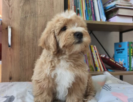 Aşıları Tam Tüy Dökmeyen ve Kokusuz Orijinal Maltipoo Bebekler - 11094 - Görsel 4