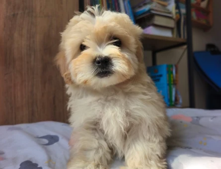 Aşıları Tam, Tüy Dökmeyen ve Kokusuz Orijinal Maltipoo Bebekler - 11095