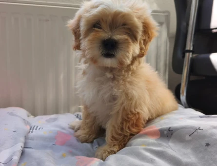 2 Aylık Irk Sağlık Garantili Maltipoo Bebekler - 11097 - Görsel 3