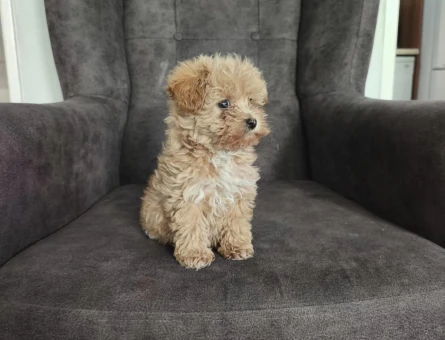 Aşıları Tam Tüy Dökmeyen ve Kokusuz Orijinal Maltipoo Bebekler - 11098 - Görsel 3