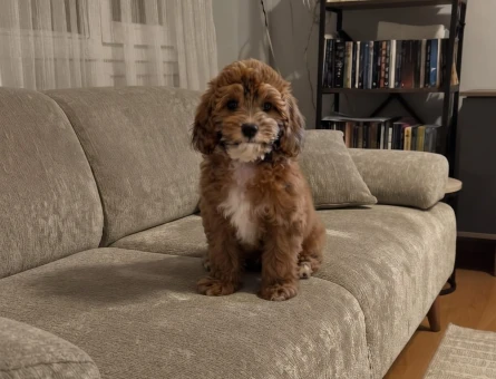 2 Aylık Irk Sağlık Garantili Maltipoo Bebekler - 11100 - Görsel 5