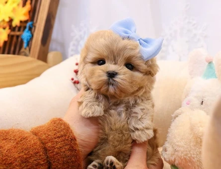 BEBEK YÜZLÜ MALTİPOO BEBEKLERİM - 11112 - Görsel 2