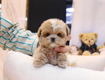BEBEK YÜZLÜ MALTİPOO BEBEKLERİM - 11112 - Görsel 3