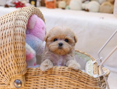 BEBEK YÜZLÜ MALTİPOO BEBEKLERİM - 11112 - Görsel 5