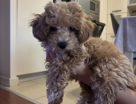 3 aylık maltipoo bebeği yuva arıyoruz - 11113