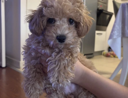 3 aylık maltipoo bebeği yuva arıyoruz - 11113 - Görsel 3