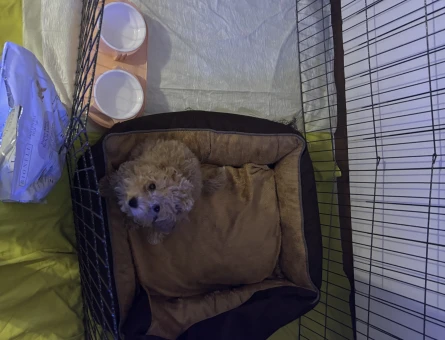 3 aylık maltipoo bebeği yuva arıyoruz - 11113 - Görsel 4