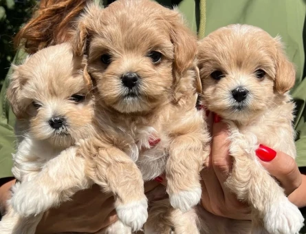 Dünya Tatlısı MALTİPOO Yavrular - 11142