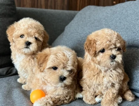 Dünya Tatlısı MALTİPOO Yavrular - 11142 - Görsel 3