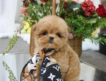 EN KÜÇÜK BOY MALTİPOO BEBEKLERİM - 11143
