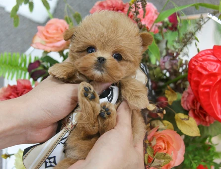 EN KÜÇÜK BOY MALTİPOO BEBEKLERİM - 11143 - Görsel 3