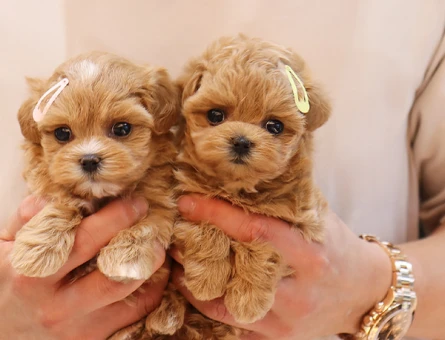 KORE MALTİPOO BEBEKLERİM - 11145