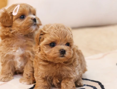 KORE MALTİPOO BEBEKLERİM - 11145 - Görsel 3