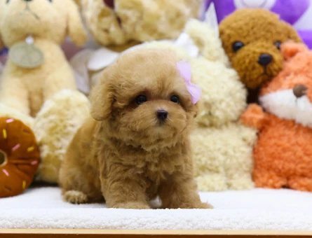 GULEN YÜZ MALTİPOO BEBEKLERİM - 11146