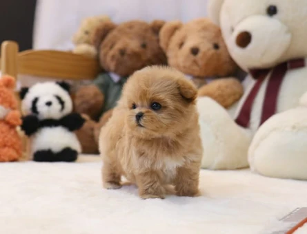 FİNCAN BOY MALTİPOO BEBEKLERİM - 11151