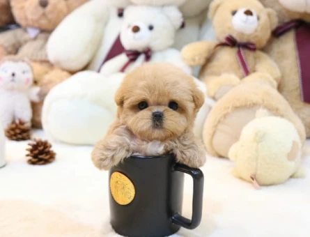 FİNCAN BOY MALTİPOO BEBEKLERİM - 11151 - Görsel 3
