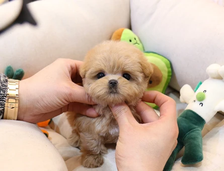 FİNCAN BOY MALTİPOO BEBEKLERİM - 11151 - Görsel 4