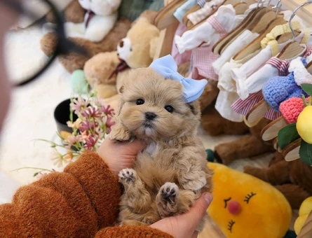 MALTİPOO - 11153 - Görsel 3
