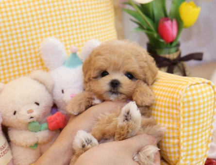 MALTİPOO FİNCAN BOY - 11154 - Görsel 3