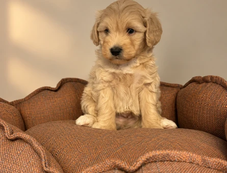 IRK GARANTİLİ MALTİPOO BEBEKLERİMİZ - 11172