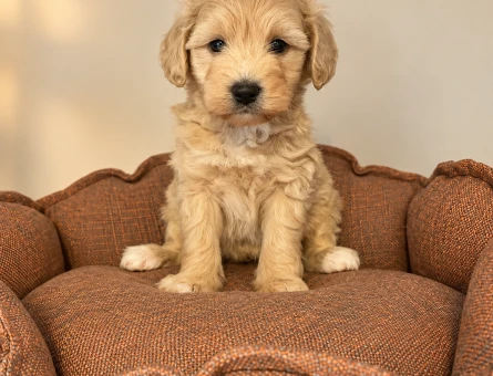 IRK GARANTİLİ MALTİPOO BEBEKLERİMİZ - 11172 - Görsel 3