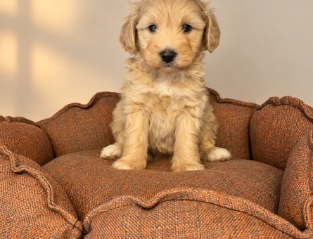 IRK GARANTİLİ MALTİPOO BEBEKLERİMİZ - 11172 - Görsel 4