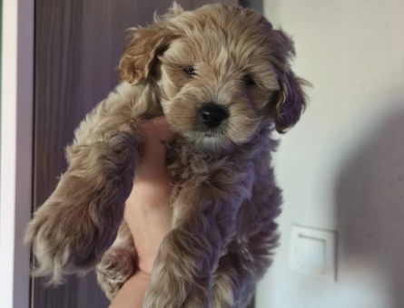 2 Aylık Mikro Maltipoo Yavruları | Tüy Dökmeyen & Tuvalet Eğitimli 🐾 - 11216
