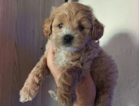 2 Aylık Mikro Maltipoo Yavruları Tüy Dökmeyen Tuvalet Eğitimli - 11216 - Görsel 3