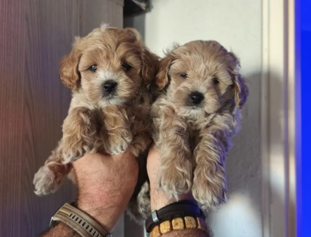 2 Aylık Mikro Maltipoo Yavruları Tüy Dökmeyen Tuvalet Eğitimli - 11216 - Görsel 4