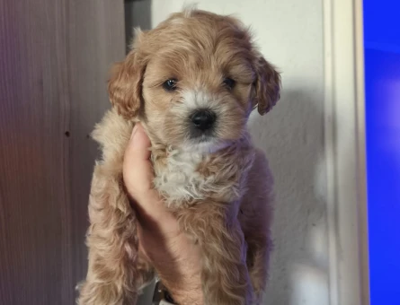 2 Aylık Mikro Maltipoo Yavruları | Tüy Dökmeyen & Tuvalet Eğitimli 🐾 - 11217