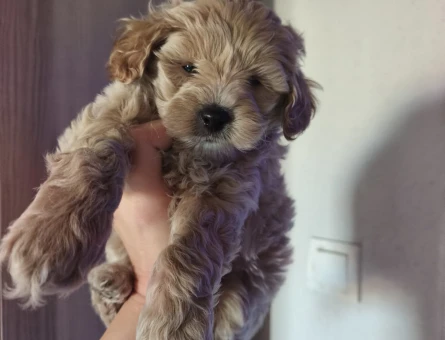 2 Aylık Mikro Maltipoo Yavruları Tüy Dökmeyen Tuvalet Eğitimli - 11217 - Görsel 3