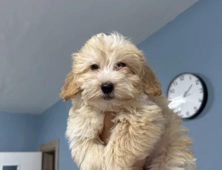 3.5 aylık maltipoo ücretsiz sahiplendirme - 11227