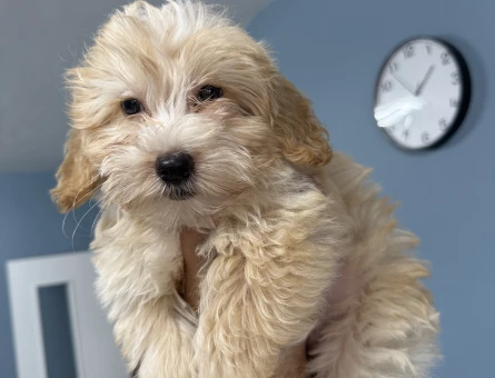 35 aylık maltipoo ücretsiz sahiplendirme - 11227 - Görsel 3